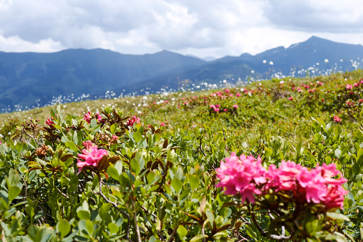 Alpenlandschaft Nationalpark Hohe Tauern