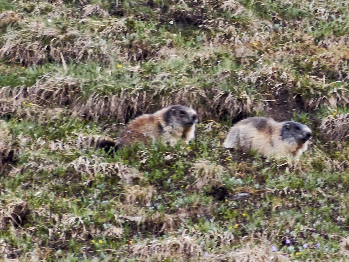 Murmeltiere im Nationalpark Hohe Tauern